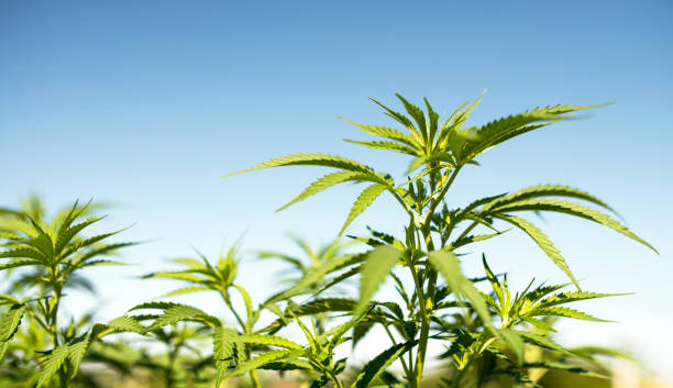 istock outdoors cannabis leaves against blue sky background 998093526