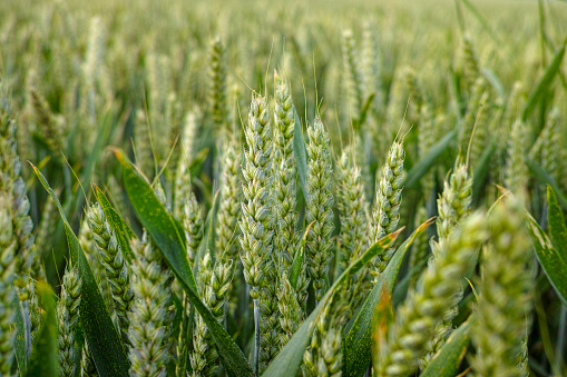 Rice fields in summer