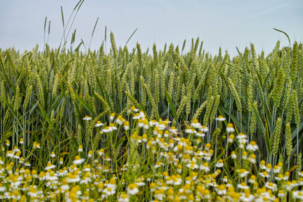 istock Bio farming, unripe green wheat plants growing on field 998093570