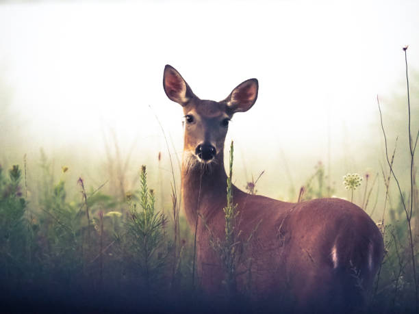 Deer in Meadow with Morning Fog Deer in Meadow with Morning Fog doe stock pictures, royalty-free photos & images