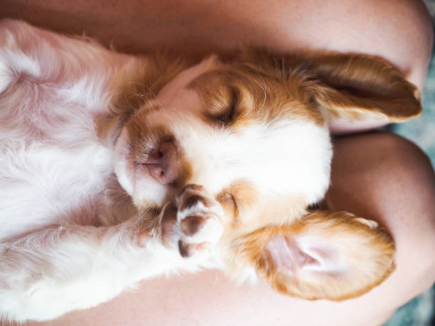 istock Cute Fuzzy Sleeping Puppy 998098472