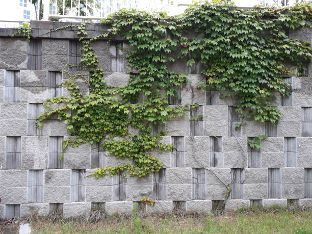 Ivy on a stone wall Korea, South Korea, 0, Green, Agriculture, Wall, beautiful scenery Boston Ivy stock pictures, royalty-free photos & images