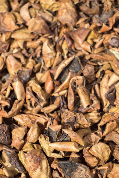 istock Dry herbal plants for remedy in view 998106124