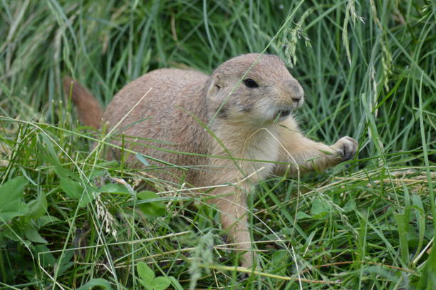 istock Prairie dog in the outdoors 998106962