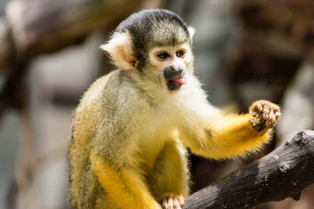 istock close up image of a squirrel monkey poking out its tongue 998107364