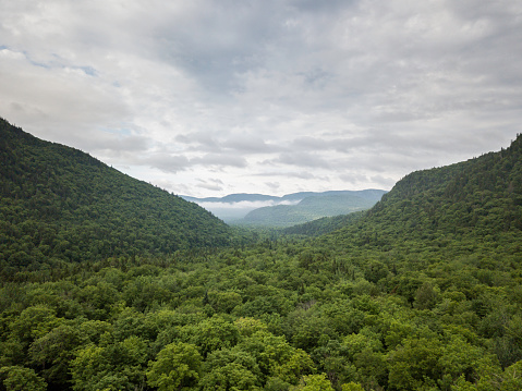 Vista aérea del bosque Boreal de la naturaleza y la montaña en verano photo