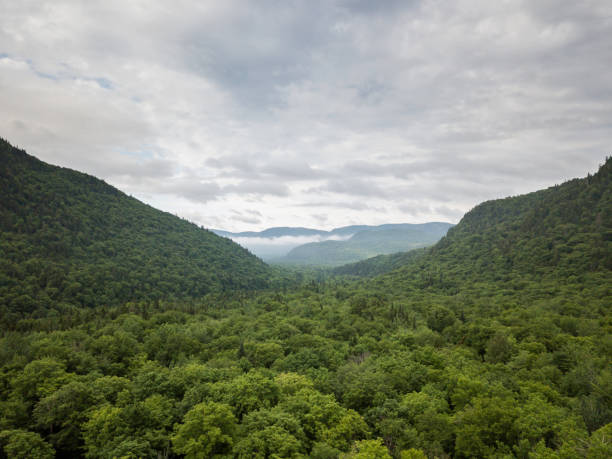 vue aérienne de la forêt boréale de nature et de la montagne en été - forest aerial view taiga treetop photos et images de collection