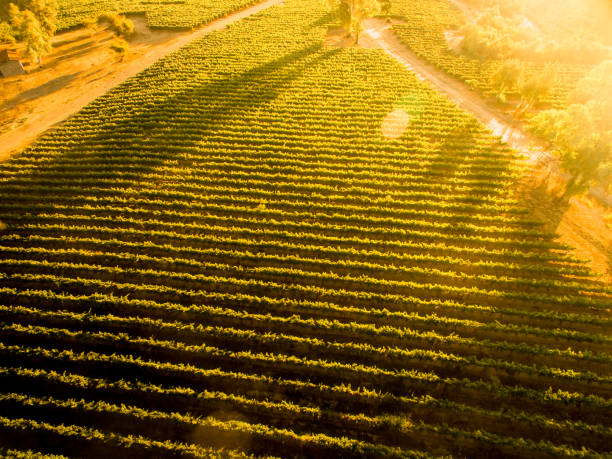 puesta de sol sobre viña chilena. paisaje. vista aérea - fotos de viñedos chilenos fotografías e imágenes de stock