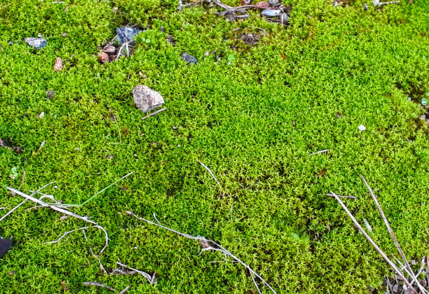 istock Green background of forest moss 998128560