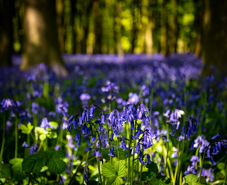 Bluebells from the woodlands of Old England. Bluebells are a delicate blue flower on a fine green stem. Native Bluebells of England droop at the top of the stem under the weight of the blooming flower heads.