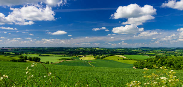 Summer Countryside Scene in Blackmore Vale and Vale of Wardour Bright sunlight warms the green crops and grassland of the Blackmore and Wardour Vales on the Dorset, Wiltshire and Somerset borders blackmore vale stock pictures, royalty-free photos & images