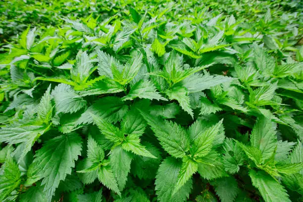 Field of burning nettle with fresh green leaves. Thickets of medicinal plants