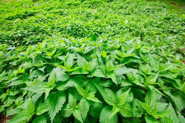 Field of lots stinging nettles (Urtica) with fresh green leaves