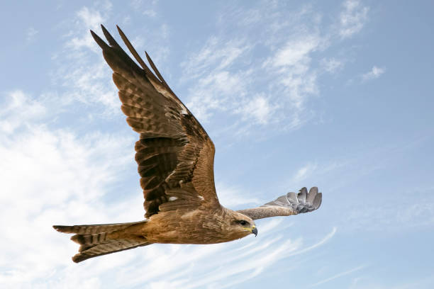 Black Kite Black Kite (Milvus migrans) milvus migrans stock pictures, royalty-free photos & images