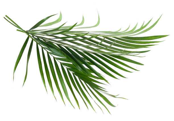 istock Leaves of palm tree 998138648