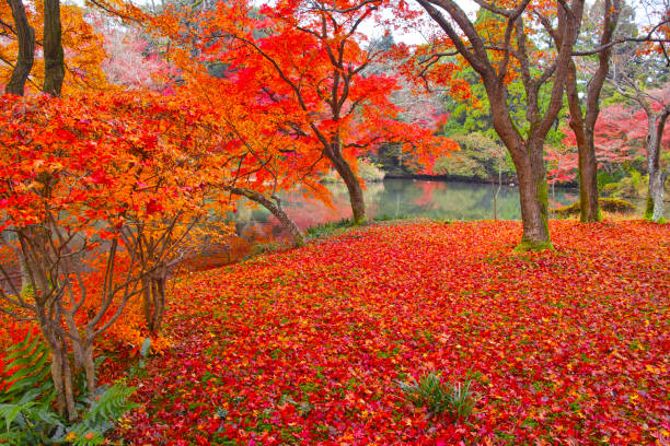 istock Scattered autumn leaves 998138654