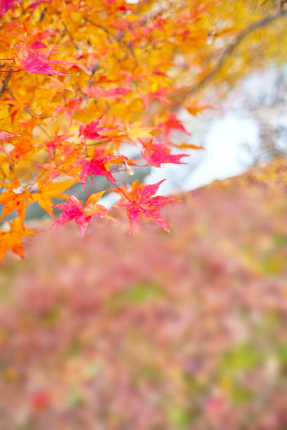 istock Autumn leaves and ponds 998139064