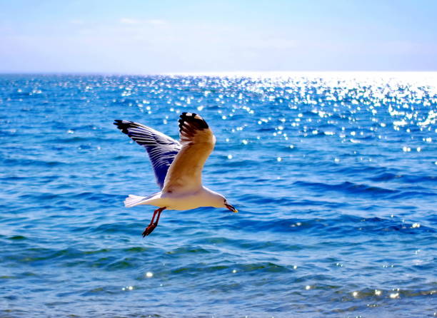 istock Bird Flying Over Sea Against Sky 998146802