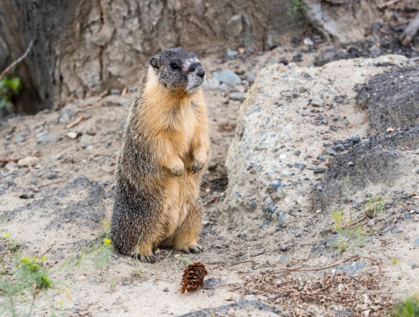 istock Yellow bellied Marmot 998149982
