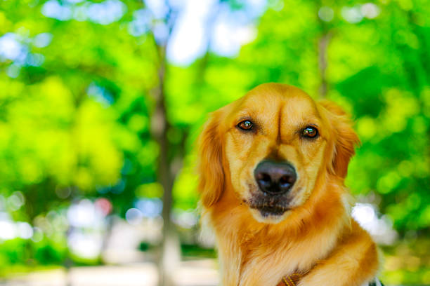 istock Golden retriever and green background 998157744