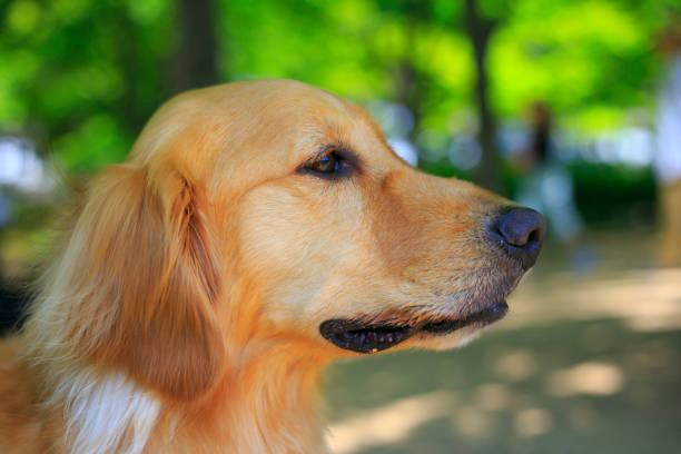 Golden retriever and green background