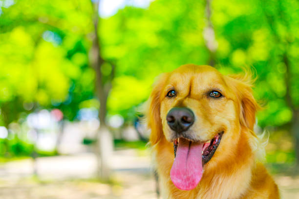 istock Golden retriever and green background 998157884