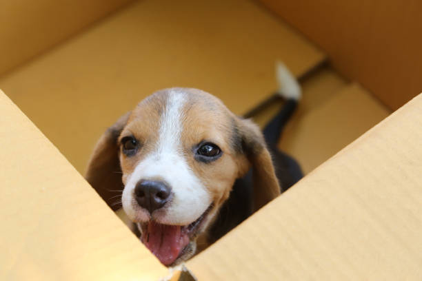 puppy (beagle dog) in the brown box. - toung imagens e fotografias de stock