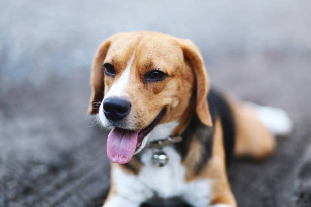 istock Beagle dog sits on the road outdoor. 998162568