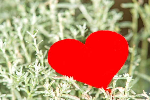 Italian strawflower, curry plant with heart