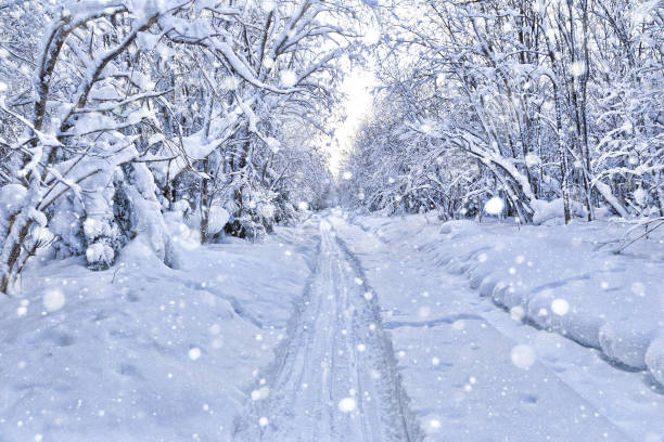 istock Snow-covered trees bowed under the weight of snow 998177154