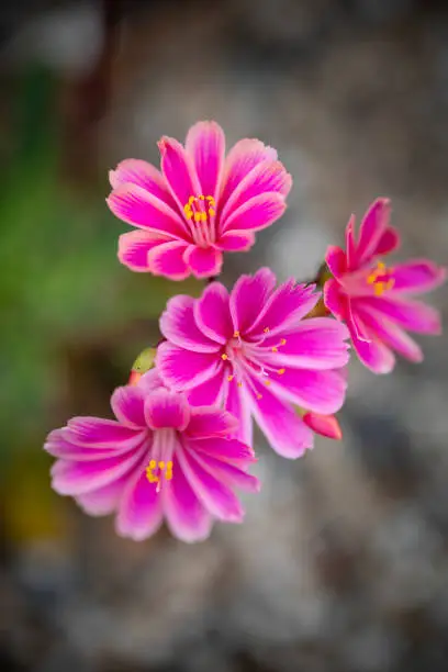 Alpine flower Lewisia Cotyledon.
