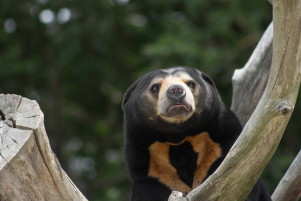 istock Close up portrait image of a Asian Sun Bear (Helarctos malayanus) 998178802