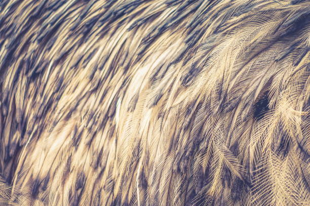 istock Close up abstract background image of Emu Feathers 998178858