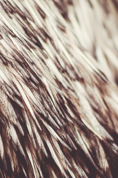 istock Close up abstract background image of Emu Feathers 998178868