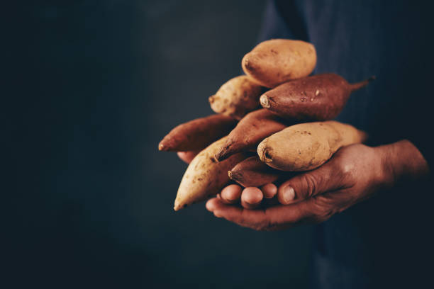 manos femeninas con frescos de granja producir, patatas dulces - patata peruana fotografías e imágenes de stock