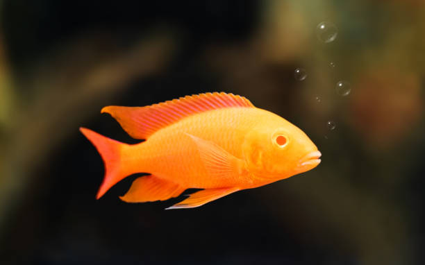 istock Cichlids swimming in water background with bubbles. Orange color. 998185996
