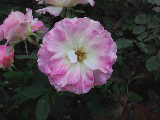 istock garden of roses 998189008