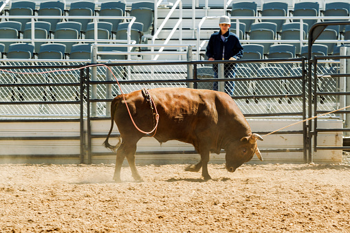 Cowboy with lasso rope riding horse and roping bull cattle at rodeo paddock arena in Nephi  Salt lake City SLC Utah USA
