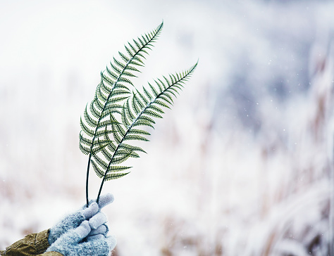 Female hands holding fern leaves in snowy weather