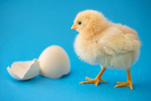 istock Newborn yellow chicken and broken eggs 998193360