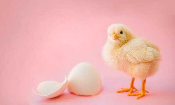 istock Newborn yellow chicken and broken eggs 998193474