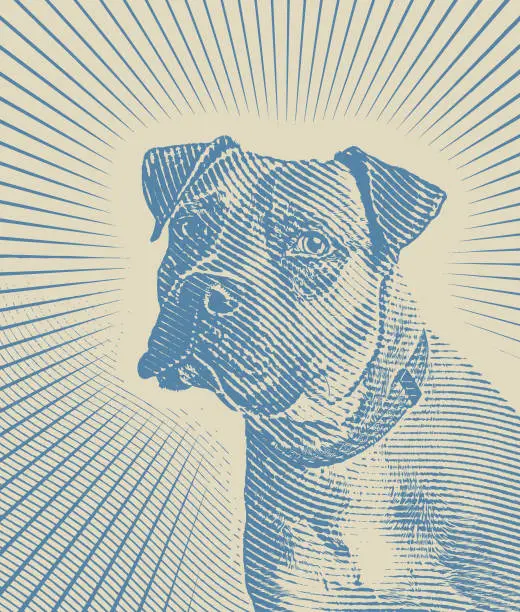 Vector illustration of Pit Bull Terrier portrait with sun rays background