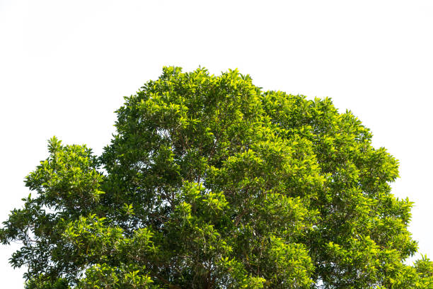 foglie verdi cespuglio e rami di cima dell'albero isolati su sfondo bianco per il design e la decorazione - cima di albero foto e immagini stock