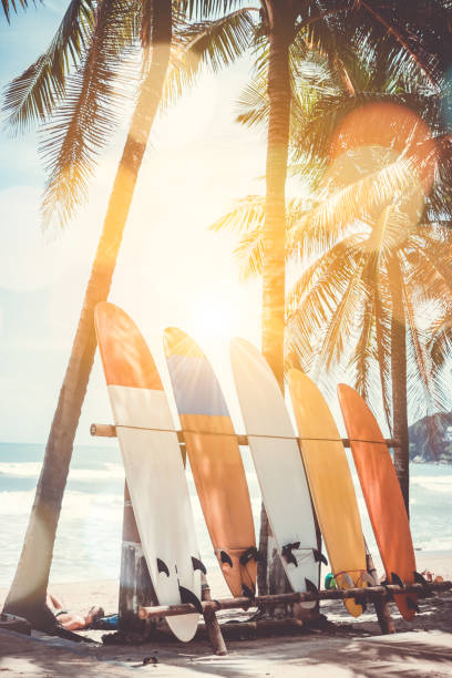 istock Many surfboards beside coconut trees. 998207926