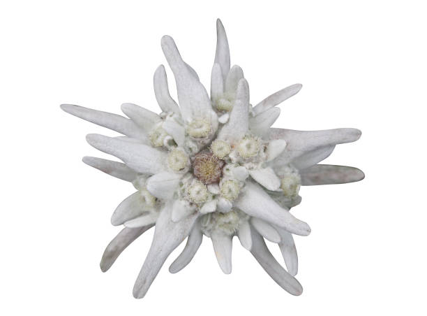 istock edelweiss flower isolated on white 998213776