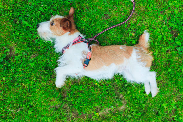 istock Jack Russell Terrier playing outdoors 998223016