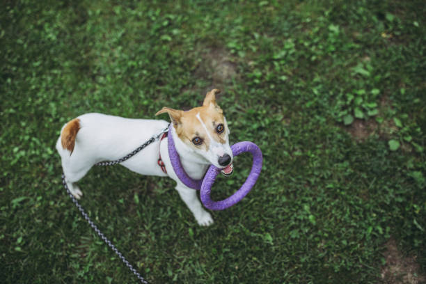 istock Jack Russell Terrier playing outdoors 998223042