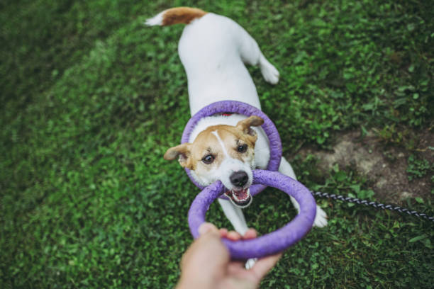 istock Jack Russell Terrier playing outdoors 998223056