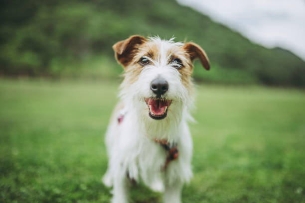 istock Jack Russell Terrier playing outdoors 998223350