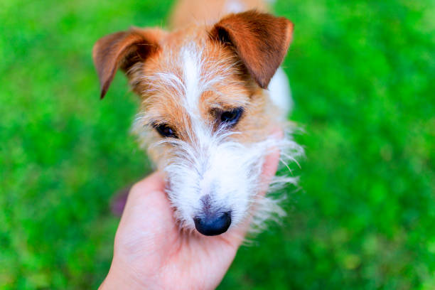 istock Jack Russell Terrier playing outdoors 998223400